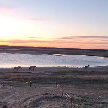 House In Holland With Big Garden De Cocksdorp (Texel)