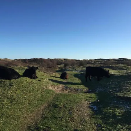 House In Holland With Big Garden Feriehus